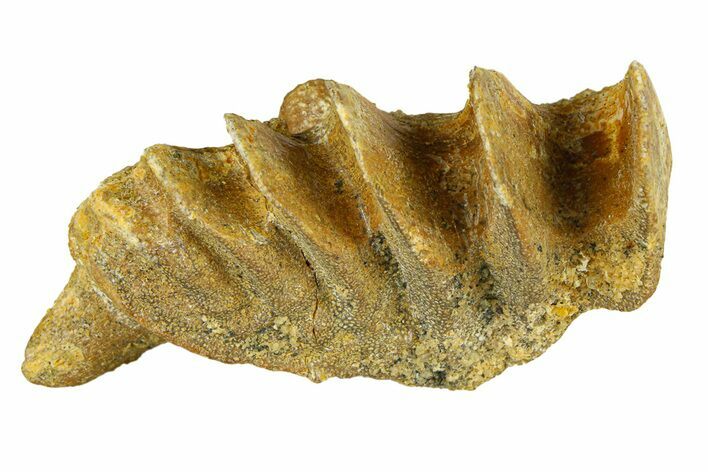 Cretaceous Lungfish (Ceratodus) Tooth Plate - Morocco #294021